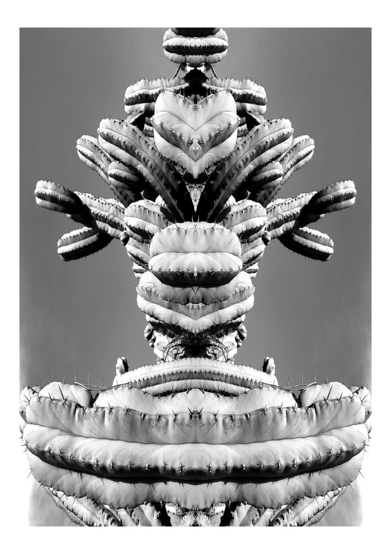 Yakamoza - Black and white photography of long cacti put in vertical symmetry, giving it a sculptural look