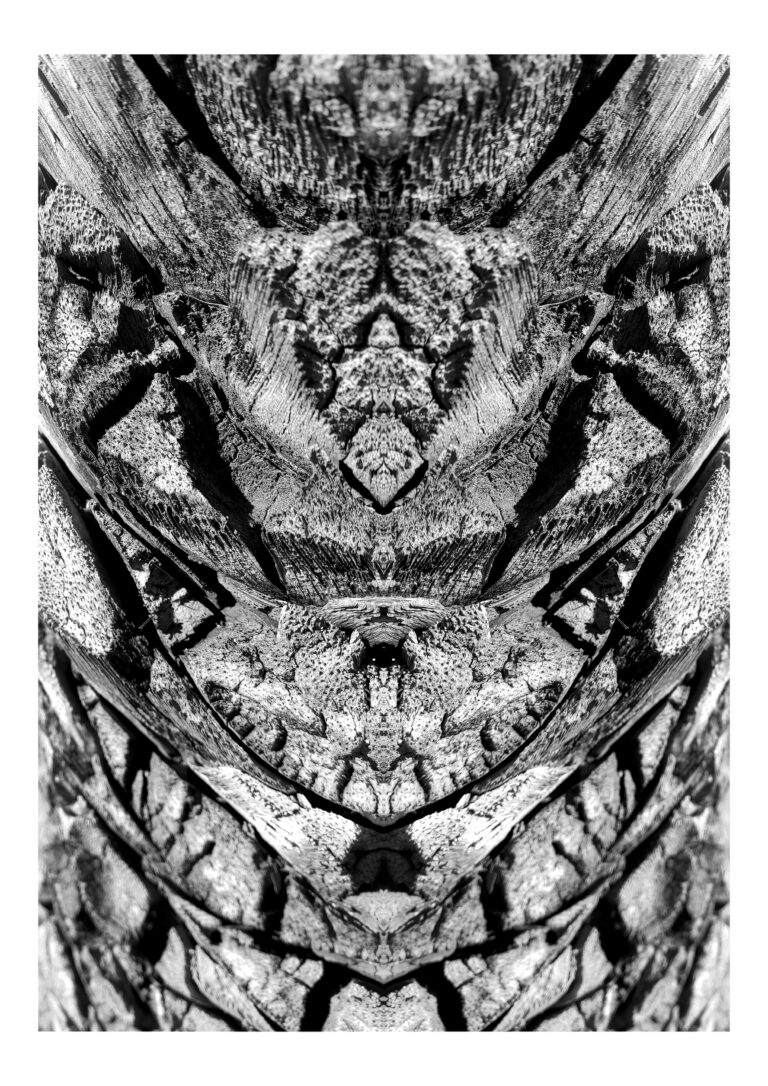 Yakamoza - Black and white close-up photography of palm trunk put in vertical symmetry