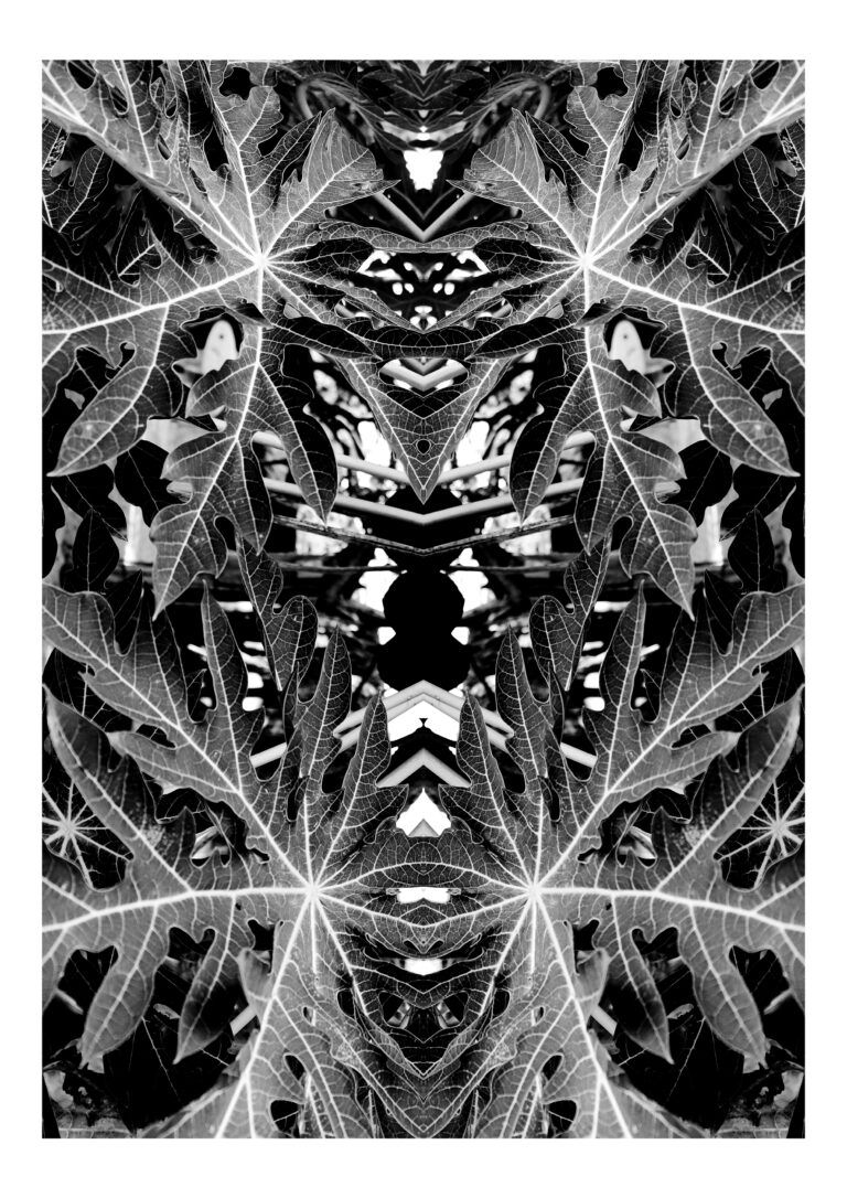 Yakamoza - Black and white photography of papaya leaves put in vertical symmetry