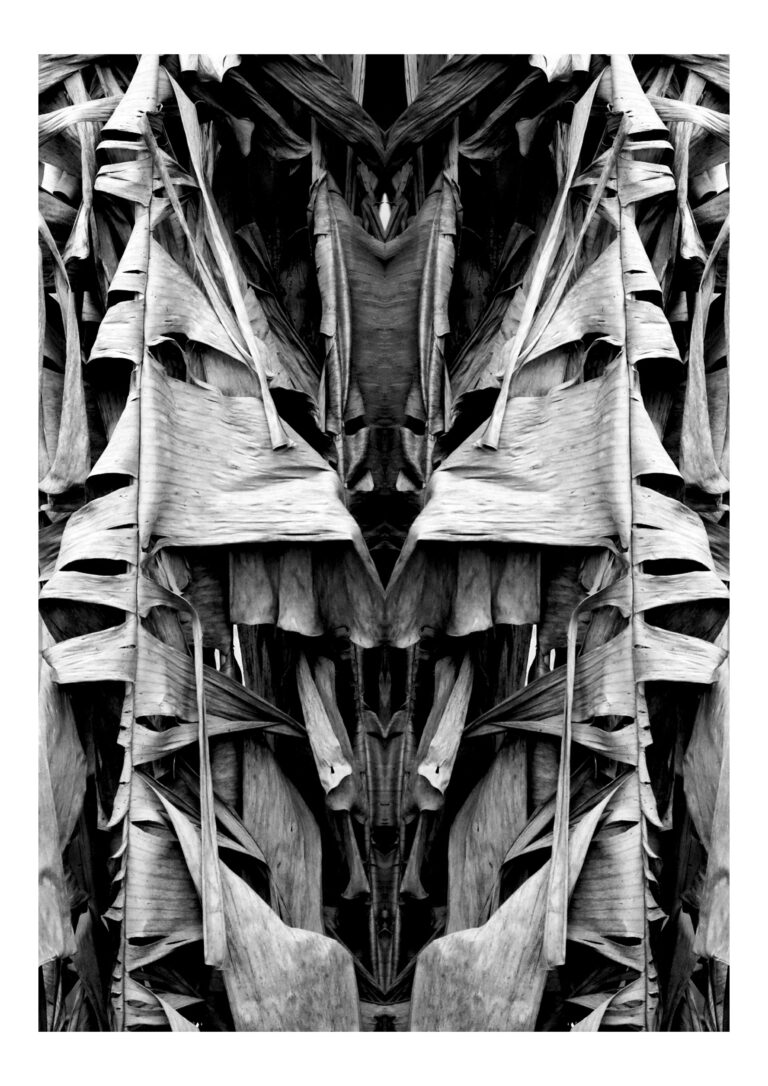 Yakamoza - Black and white photography of wilted banana-leaves put in vertical symmetry